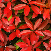 Glansmispel 'Red Robin' - Photinia fraseri red robin - Tuinplanten