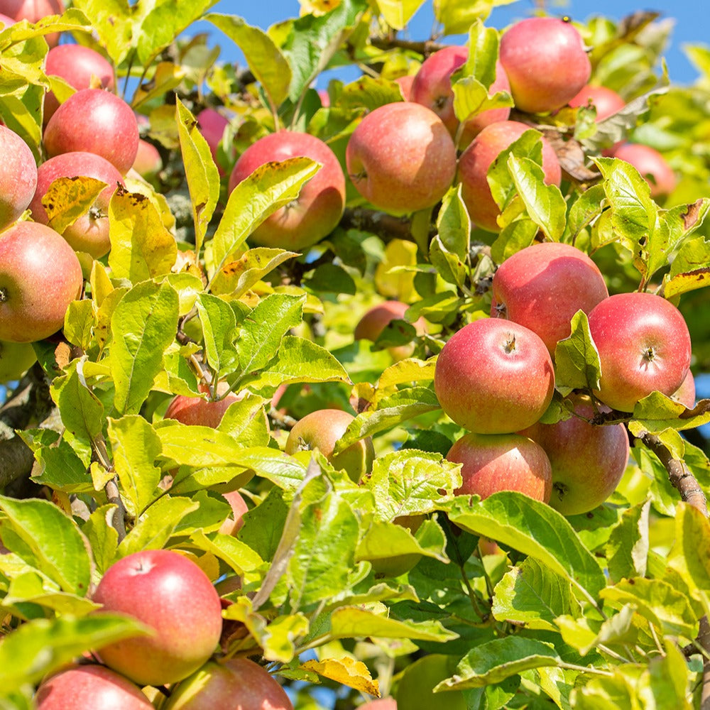Appelboom 'Reine des Reinettes' - Bakker