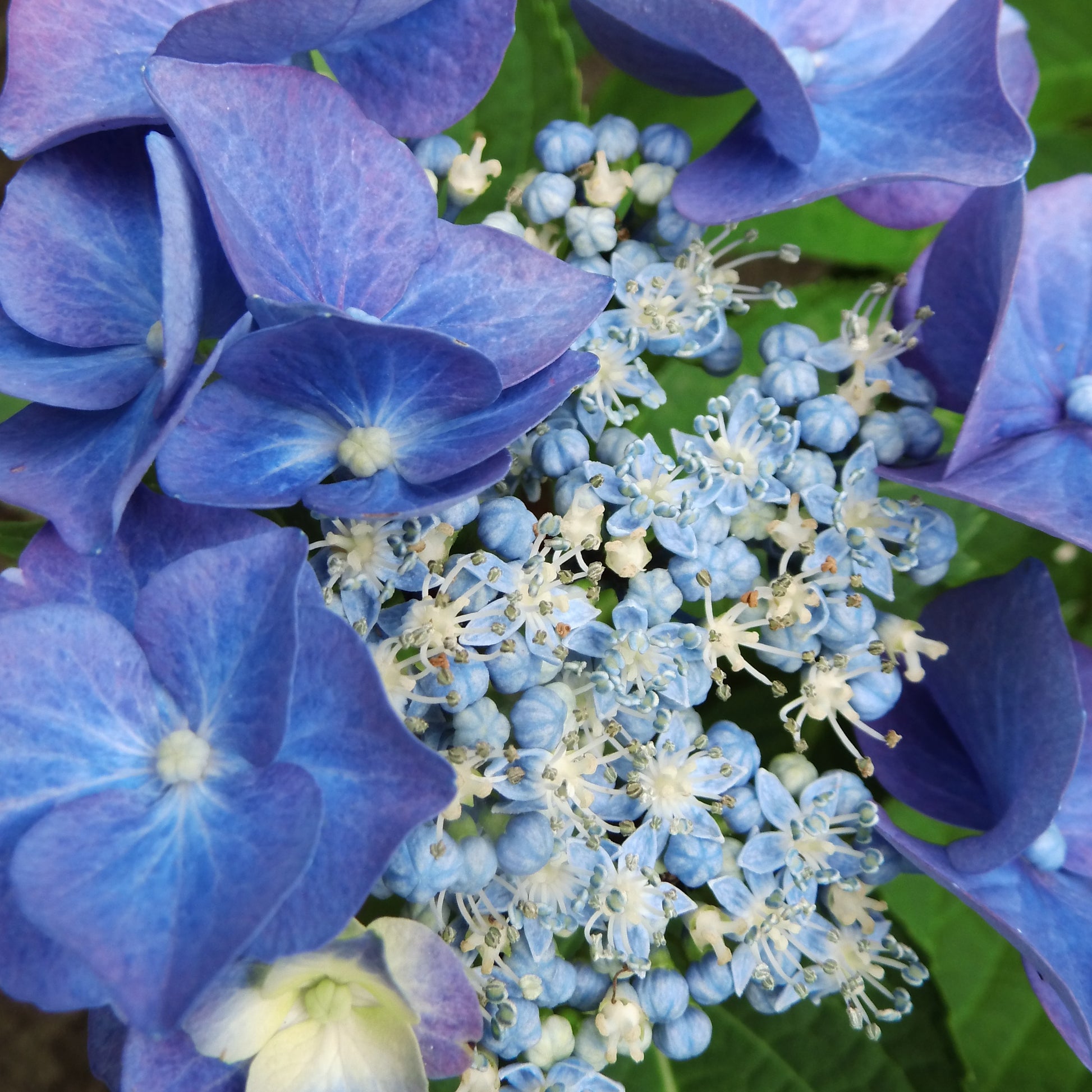 Boerenhortensia 'Teller' - Hydrangea macrophylla teller blue - Boerenhortensia