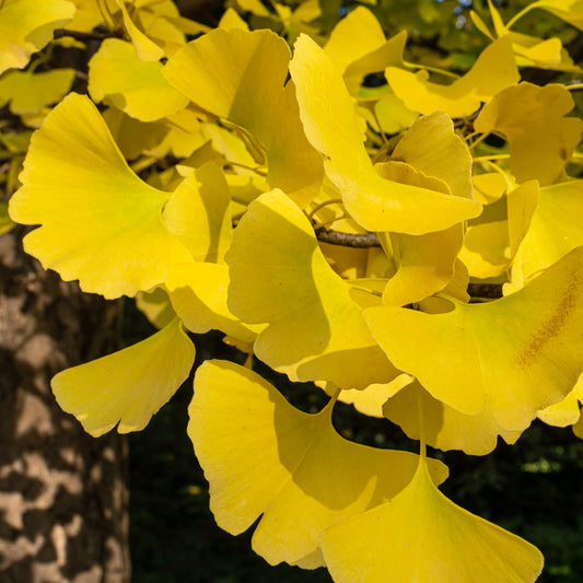 Japanse notenboom - Ginkgo - Bakker