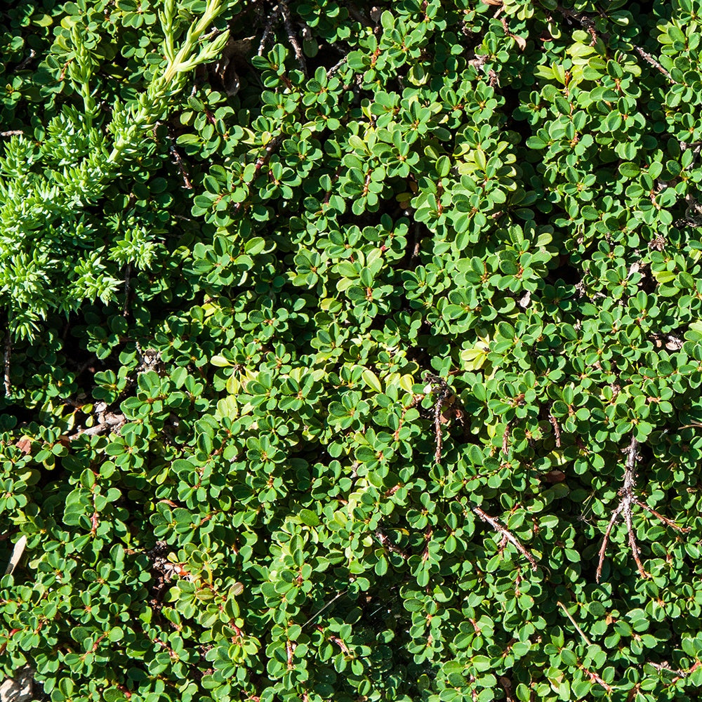 Dwergmispel 'Major' - Cotoneaster Dammeri - Bakker