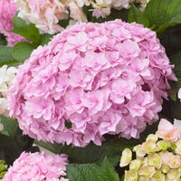 Boerenhortensia 'Doppio Nuvola'