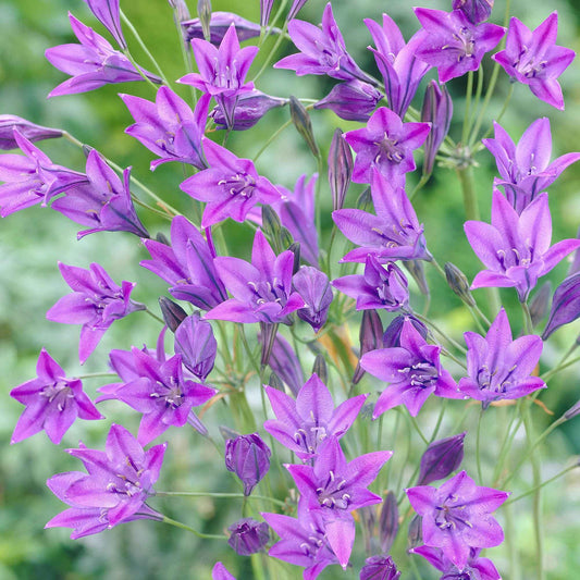 Triteleia 'Queen Fabiola' (x100) - Triteleia ixioides 'queen fabiola' - Terras en balkon