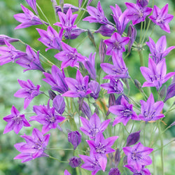Triteleia 'Queen Fabiola' (x100) - Bakker