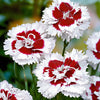 Grasanjer 'Alice' (x3) - Dianthus allwoodii  'alice' - Tuinplanten