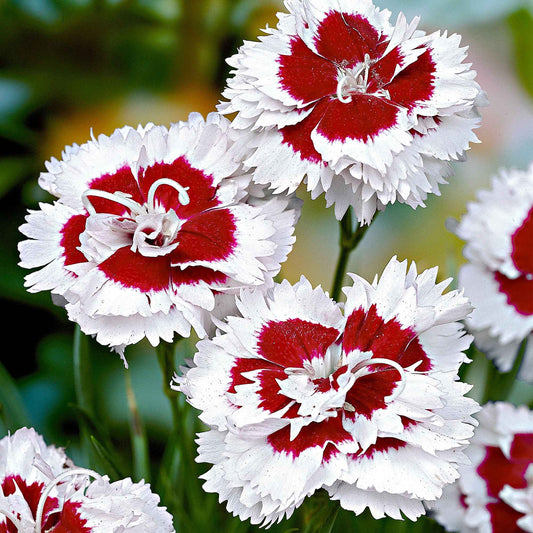 Grasanjer 'Alice' (x3) - Dianthus allwoodii  'alice' - Tuinplanten