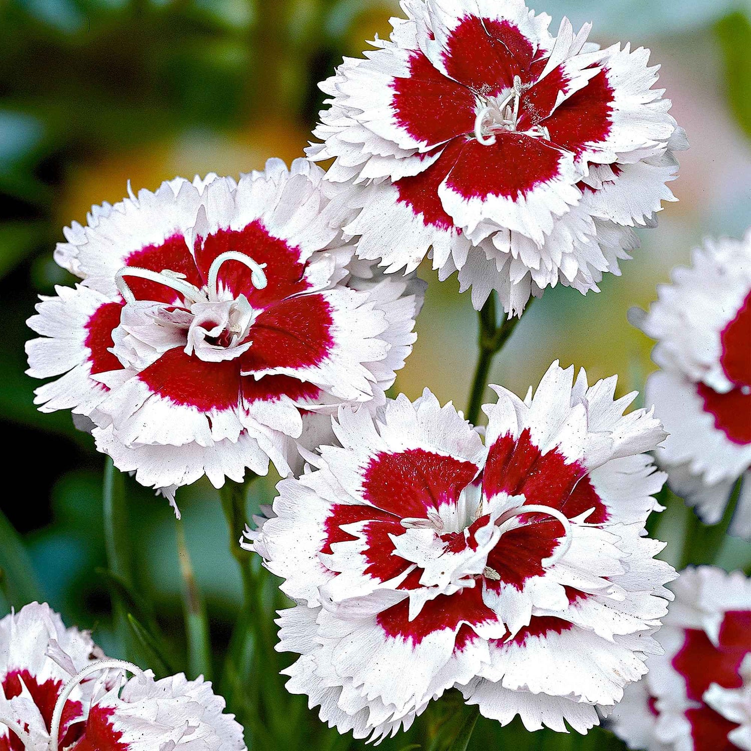 Anjers - Dianthus