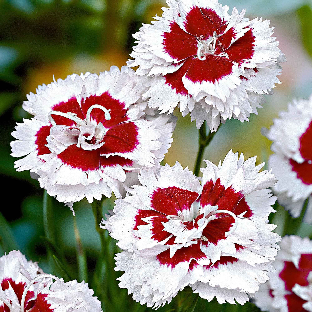 Grasanjer 'Alice' (x3) - Bakker
