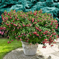 Fuchsia 'Celia Smedley' (x3) - Fuchsia 'celia smedley' - Terras- en balkonplanten