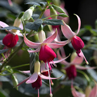 Fuchsia 'Celia Smedley' (x3) - Fuchsia 'celia smedley' - Perkplanten