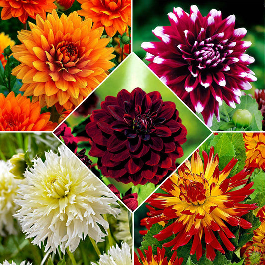 Grootbloemige dahlia - Mix 'The Kiss' (x5) - Bakker