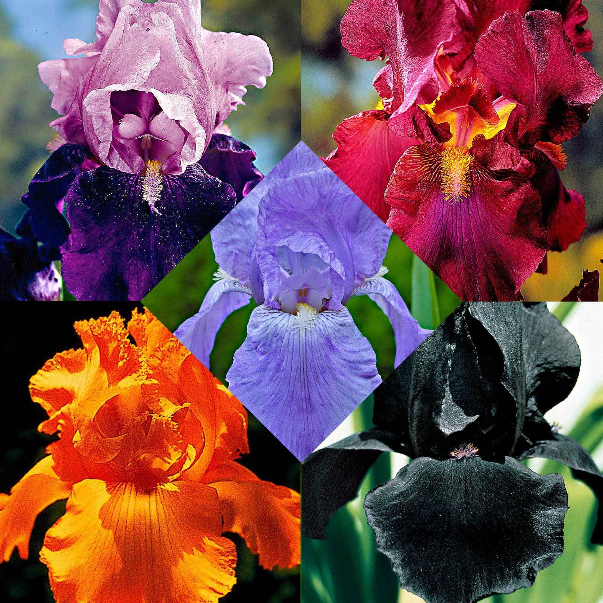 Baardiris - Mix 'Magic Melange' - Iris germanica - Tuinplanten