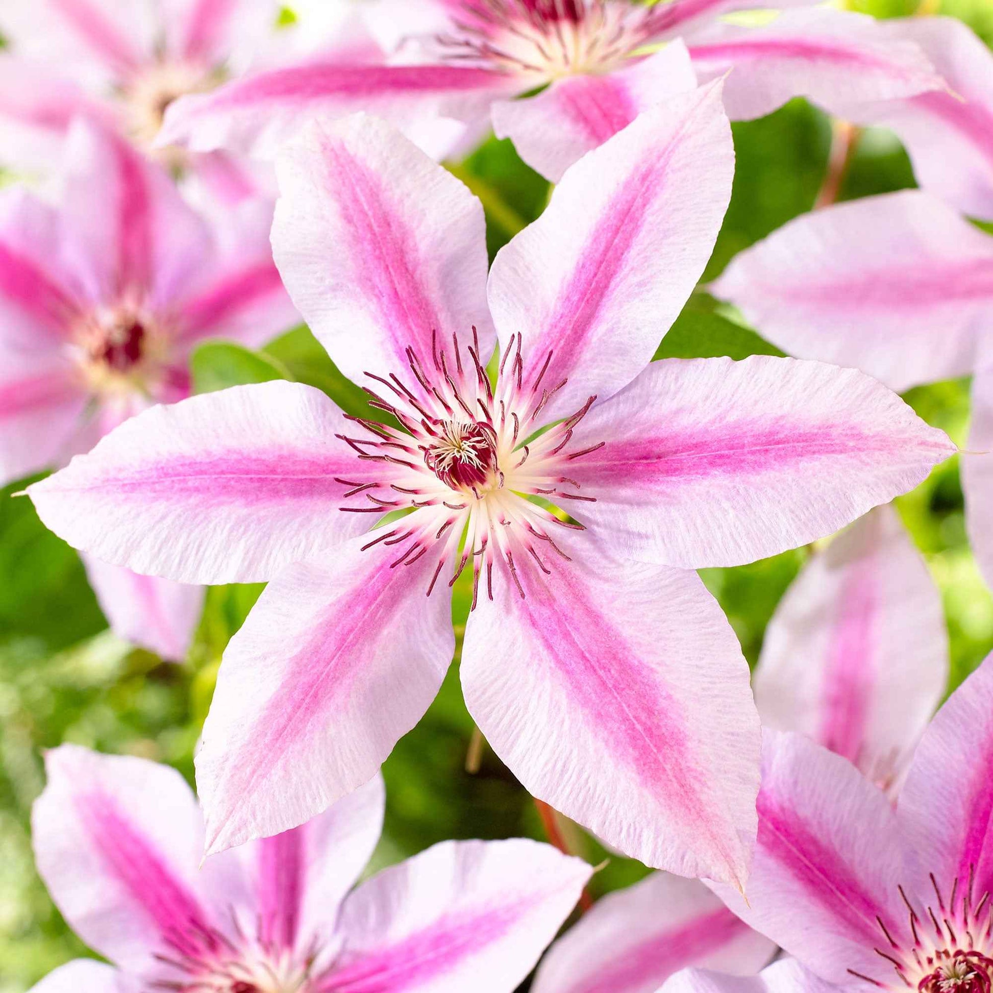 Bosrank 'Nelly Moser' - Clematis 'nelly moser'