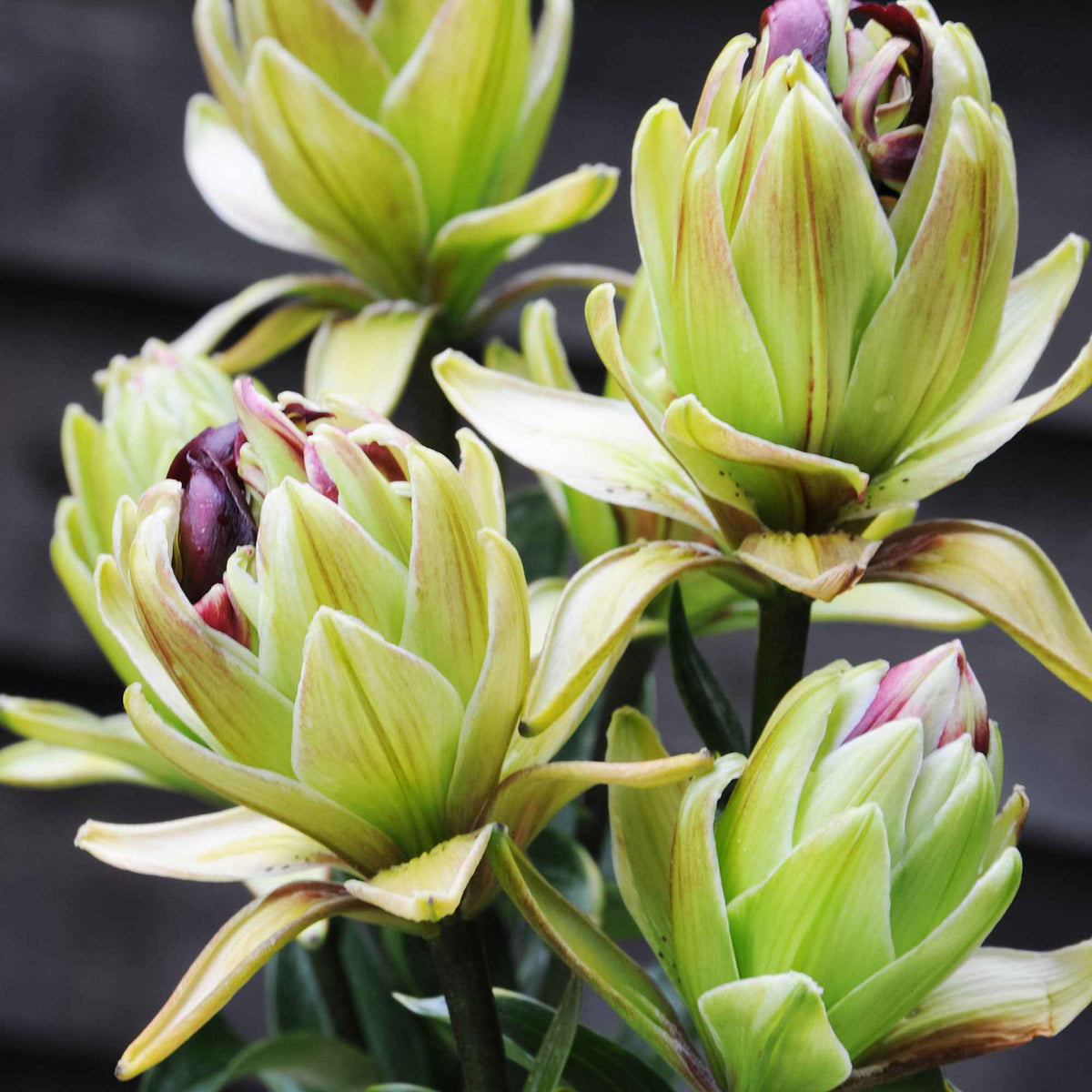 Lelie 'Mystery Dream' (x5) - Bakker