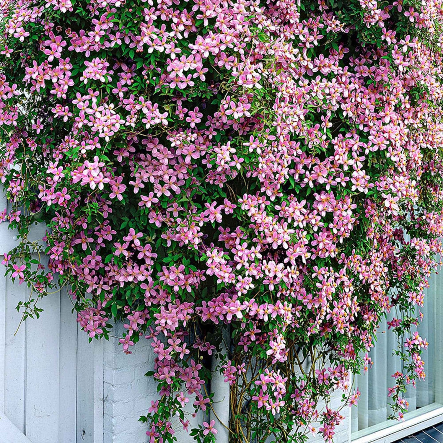 Clematis montana - Bergbosrank