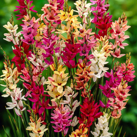 Ixia - Mix - Bakker