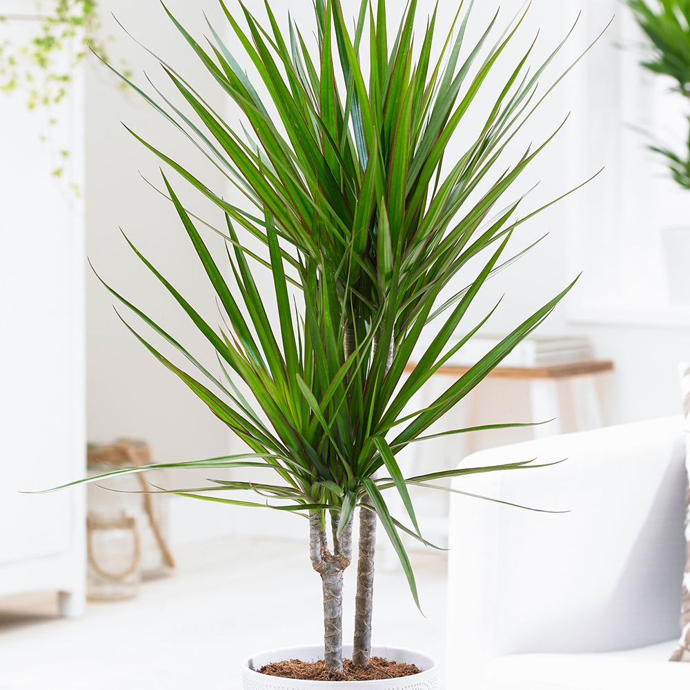 Verkoop Drakenbloedboom - Dracaena marginata