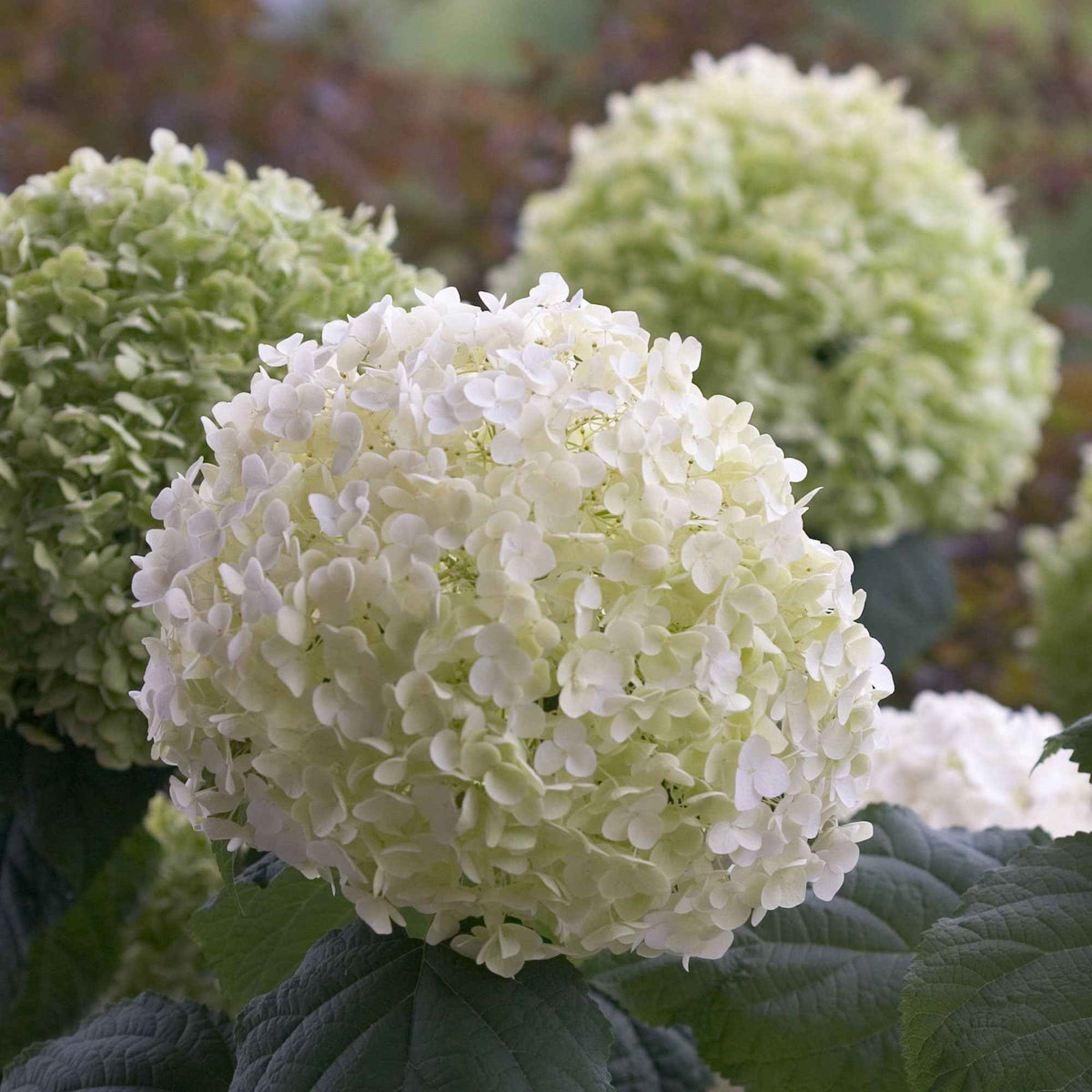 Verkoop Sneeuwbalhortensia 'Strong Annabelle'