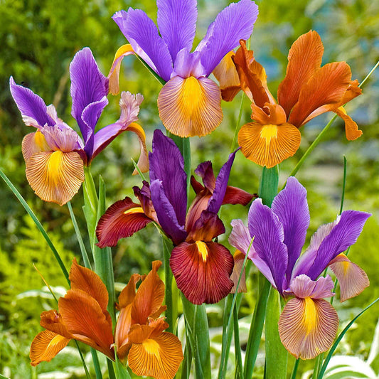 Iris 'Tiger' - Iris hollandica 'tiger' - Bloembollen