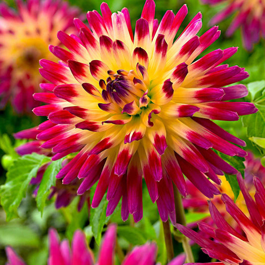 Dahlia 'Tahiti Sunrise' (x3) - Bakker