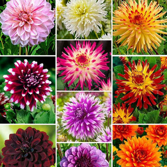 Dahlia - Mix 'The Ten' (x10) - Bakker