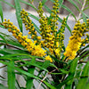 Chinese mahoniestruik 'Soft Caress' - Mahonia eurybracteata 'soft caress' - Heesters