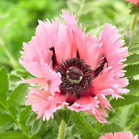 Oosterse klaproos 'Pink Perfection' (x2) - Papaver orientale 'pink perfection'