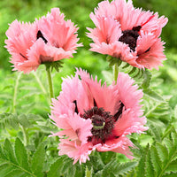 Oosterse klaproos 'Pink Perfection' (x2) - Papaver orientale 'pink perfection'