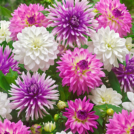 Dahlia - Mix 'All Summer Long' (x5) - Bakker