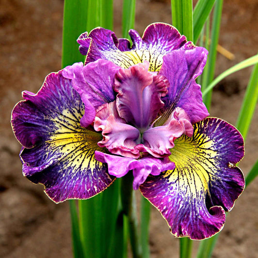 Siberische iris 'How Audacious' (x3) - Bakker