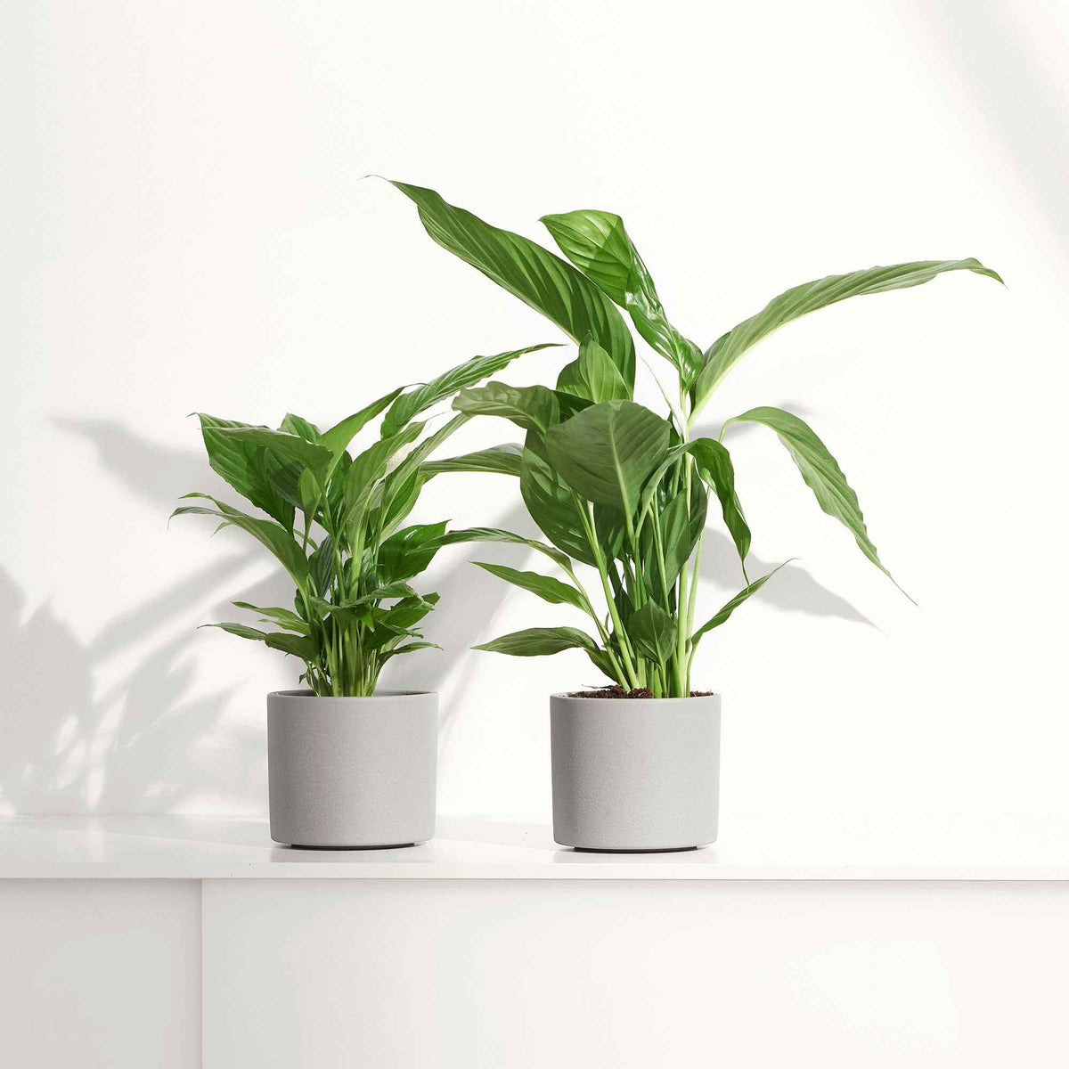 Lepelplant Spathiphyllum 'Pearl Cupido' Wit - Spathiphyllum wallisii 'Pearl Cupido' - Bakker