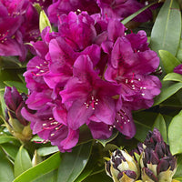 Rhododendron 'Polarnacht' - Rhododendron ponticum 'polarnacht' - Heesters