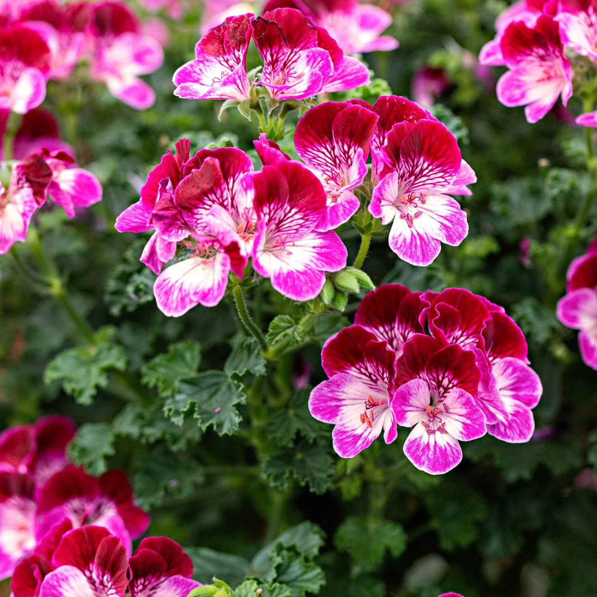 Geranium 'Tip Top Duet' (x3) - Bakker