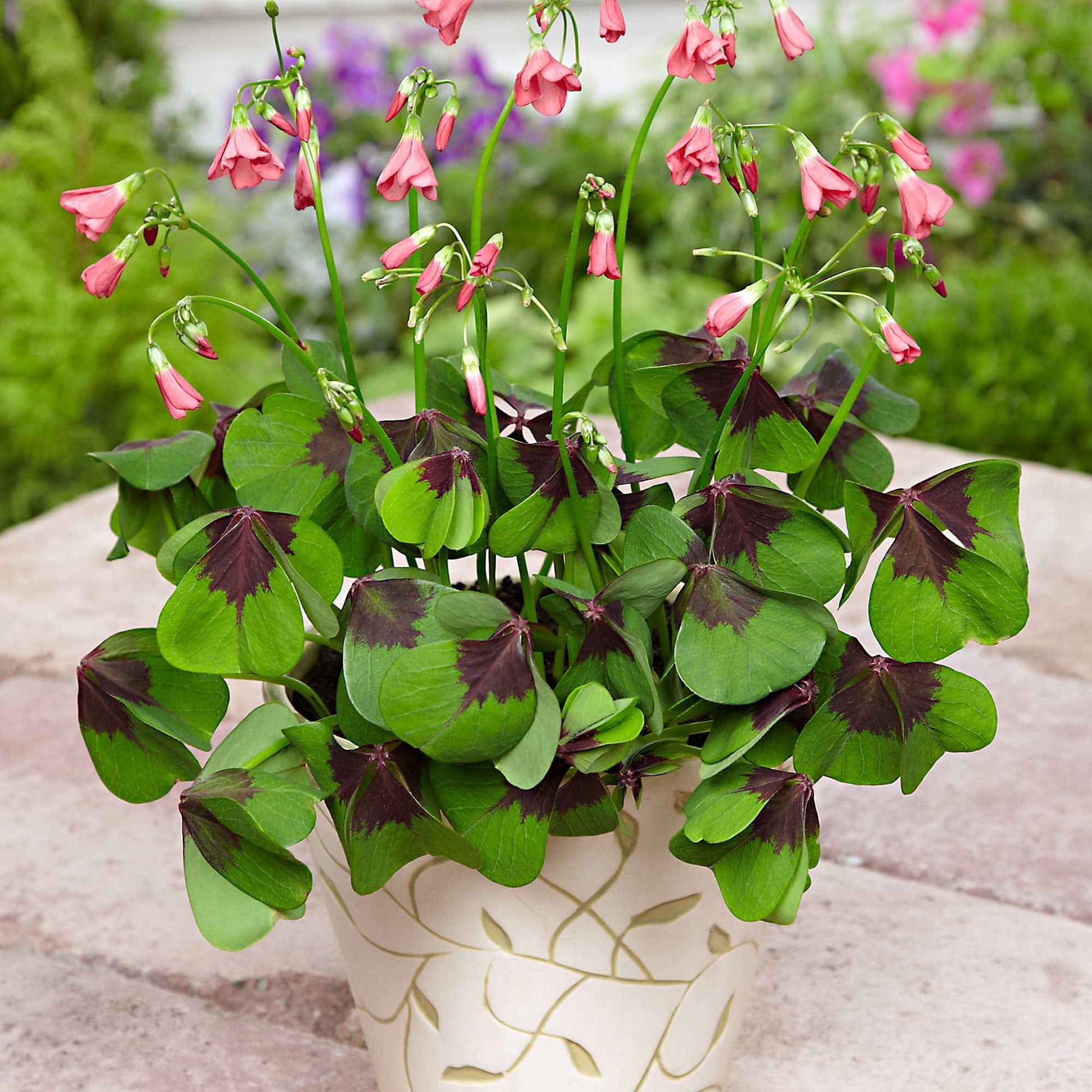 Klaverzuring 'Iron Cross' (x50) - Oxalis deppei 'iron cross' - Specialiteiten