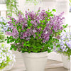 Dwergsering 'Dark Purple' - Syringa pubescens microphylla Bloomerang Dark Purple - Tuinplanten