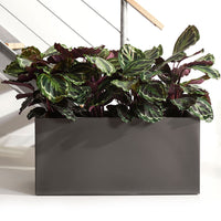Pauwenplant 'Medaillon' - Bakker