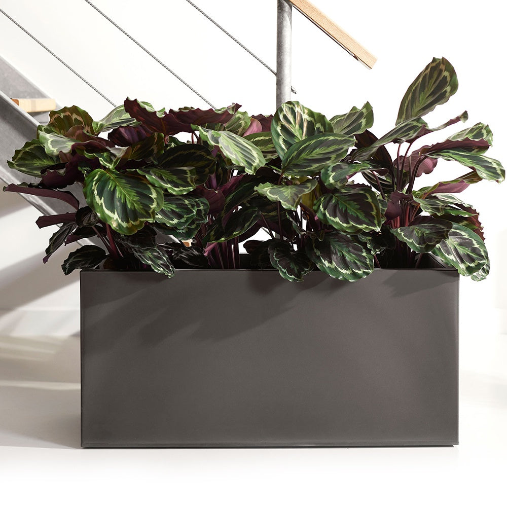 Pauwenplant 'Medaillon' - Bakker