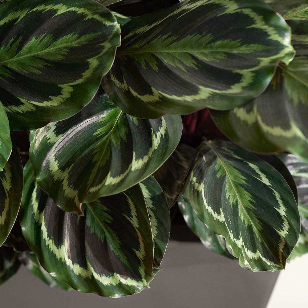 Calathea - Pauwenplant 'Medaillon' - Calathea medaillon