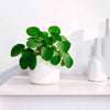 Pannenkoekplant Pilea peperomioides - Pilea peperomioides - Kamerplanten