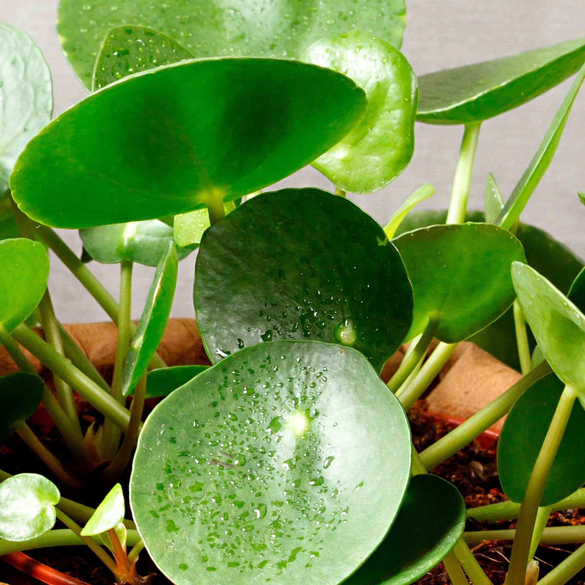 Pannenkoekplant Pilea peperomioides - Pilea peperomioides - Groene kamerplanten