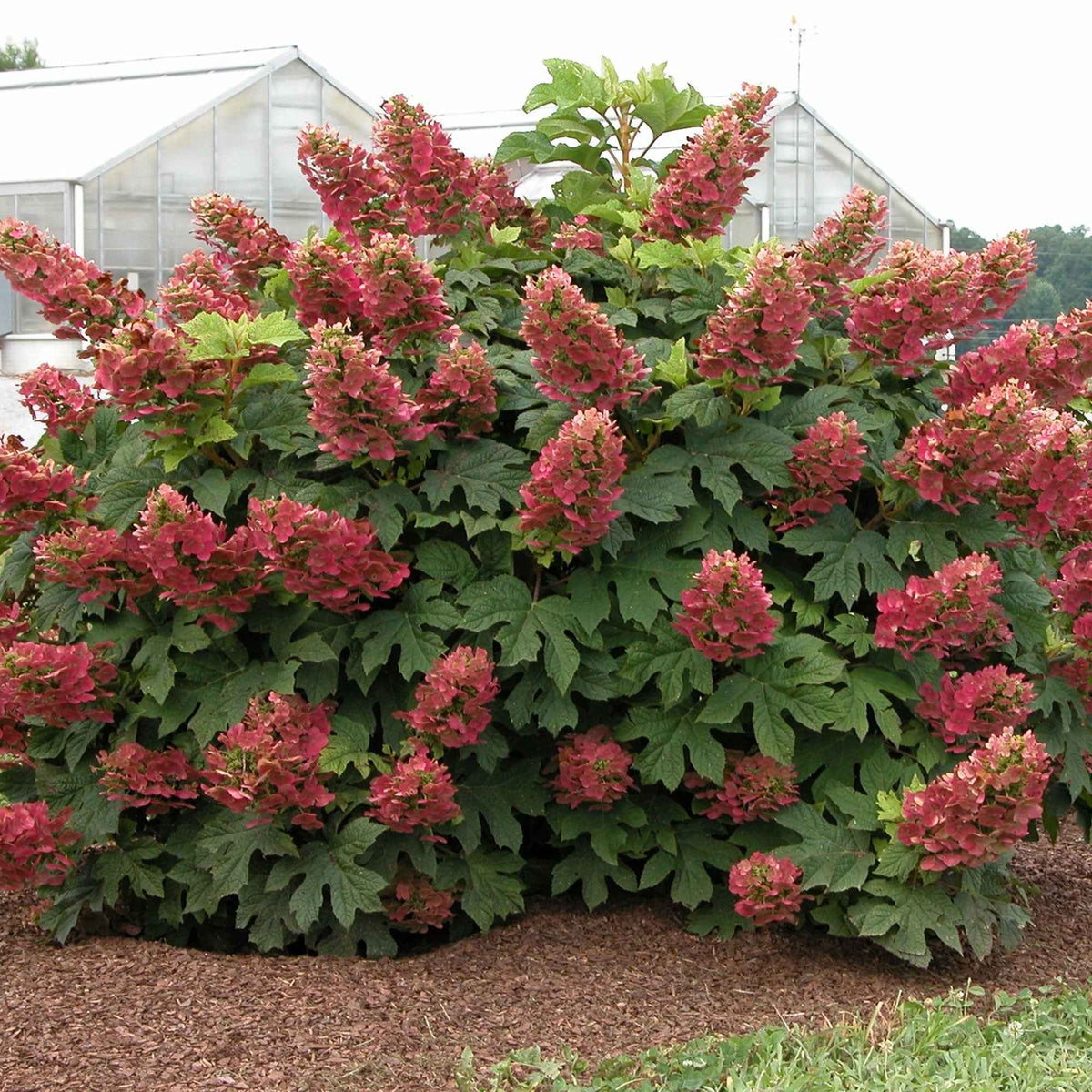 Eikenbladhortensia 'Ruby Slippers'® - Bakker