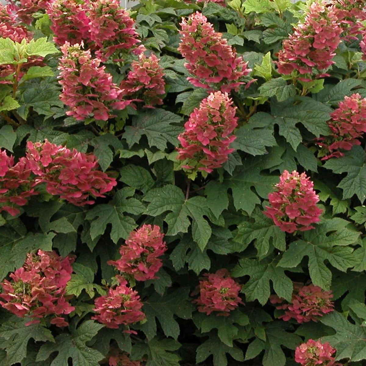 Eikenbladhortensia 'Ruby Slippers'® - Hydrangea quercifolia ruby slippers'® - Bakker