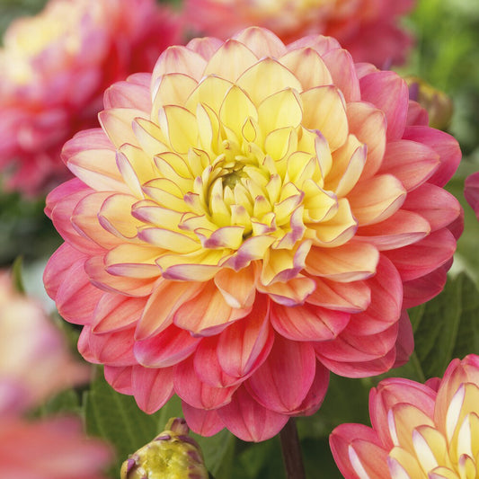 Dahlia 'Melody Allegro' (x3)