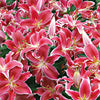 Lelie 'Starlight Express' (x5) - Lilium orientalis 'starlight express' - Bloembollen