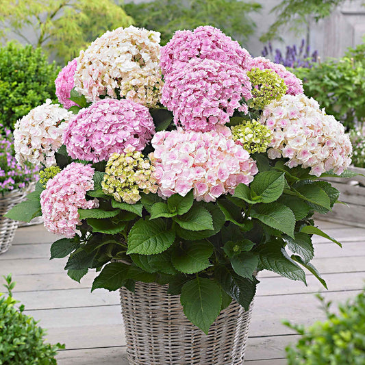 Boerenhortensia 'Doppio Nuvola' - Bakker