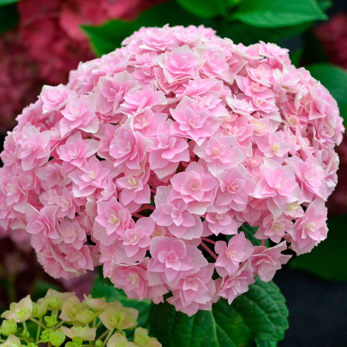 Hydrangea macrophylla Doppio Nuvola - Boerenhortensia 'Doppio Nuvola' - Hortensia macrophylla