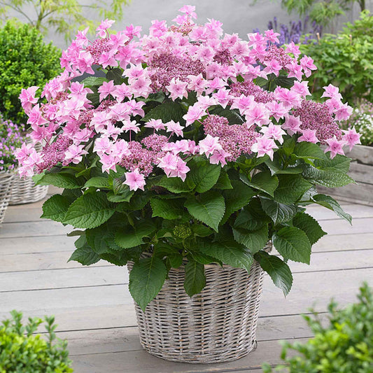 Boerenhortensia 'Doppio Rosa' - Bakker