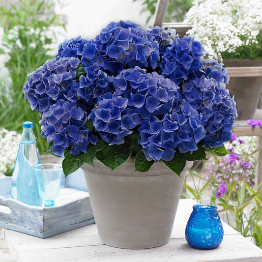 Boerenhortensia 'Blue Boogie Woogie'® - Hydrangea macrophylla 'blue boogie woogie' - Tuinplanten