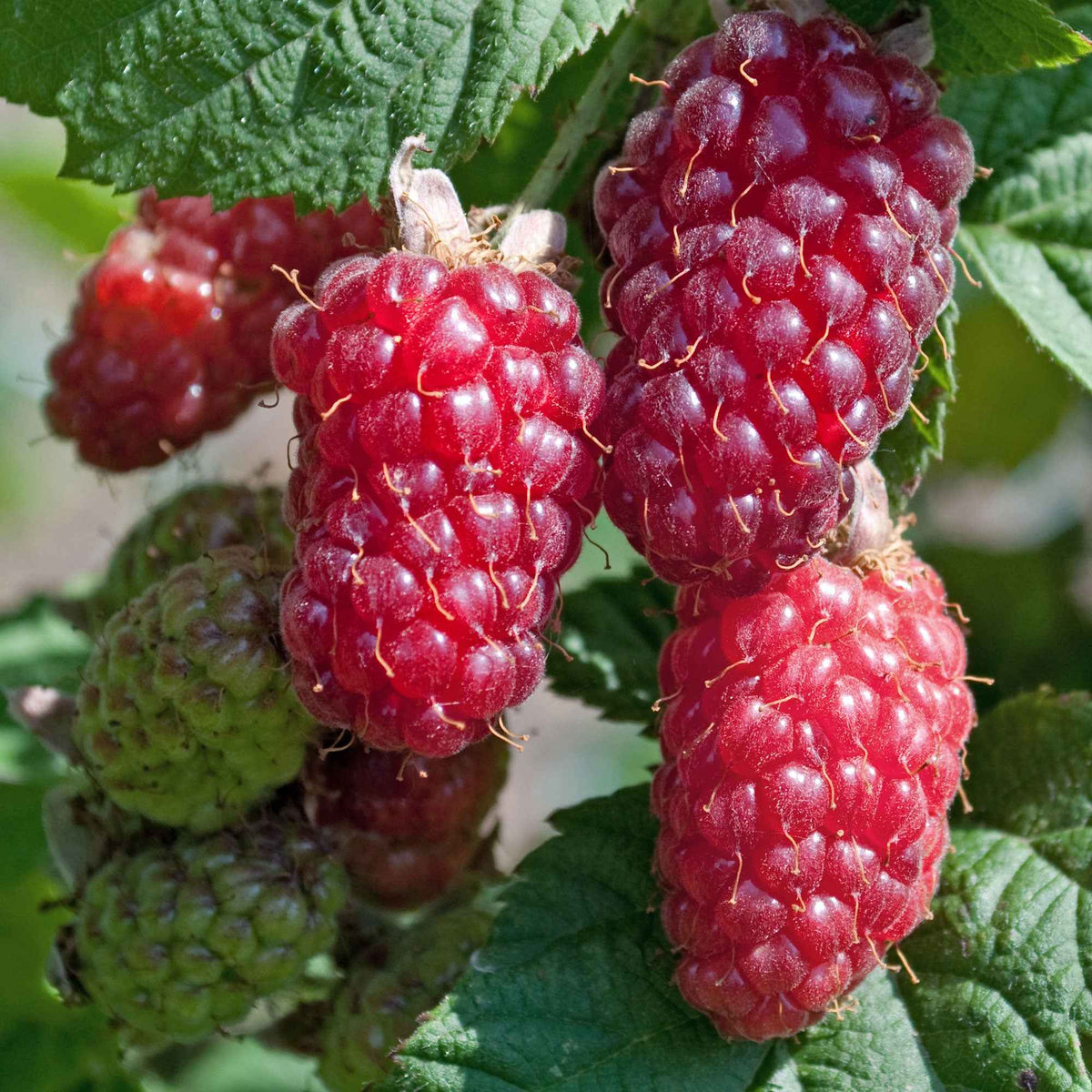 Taybes 'Tayberry' - Bakker