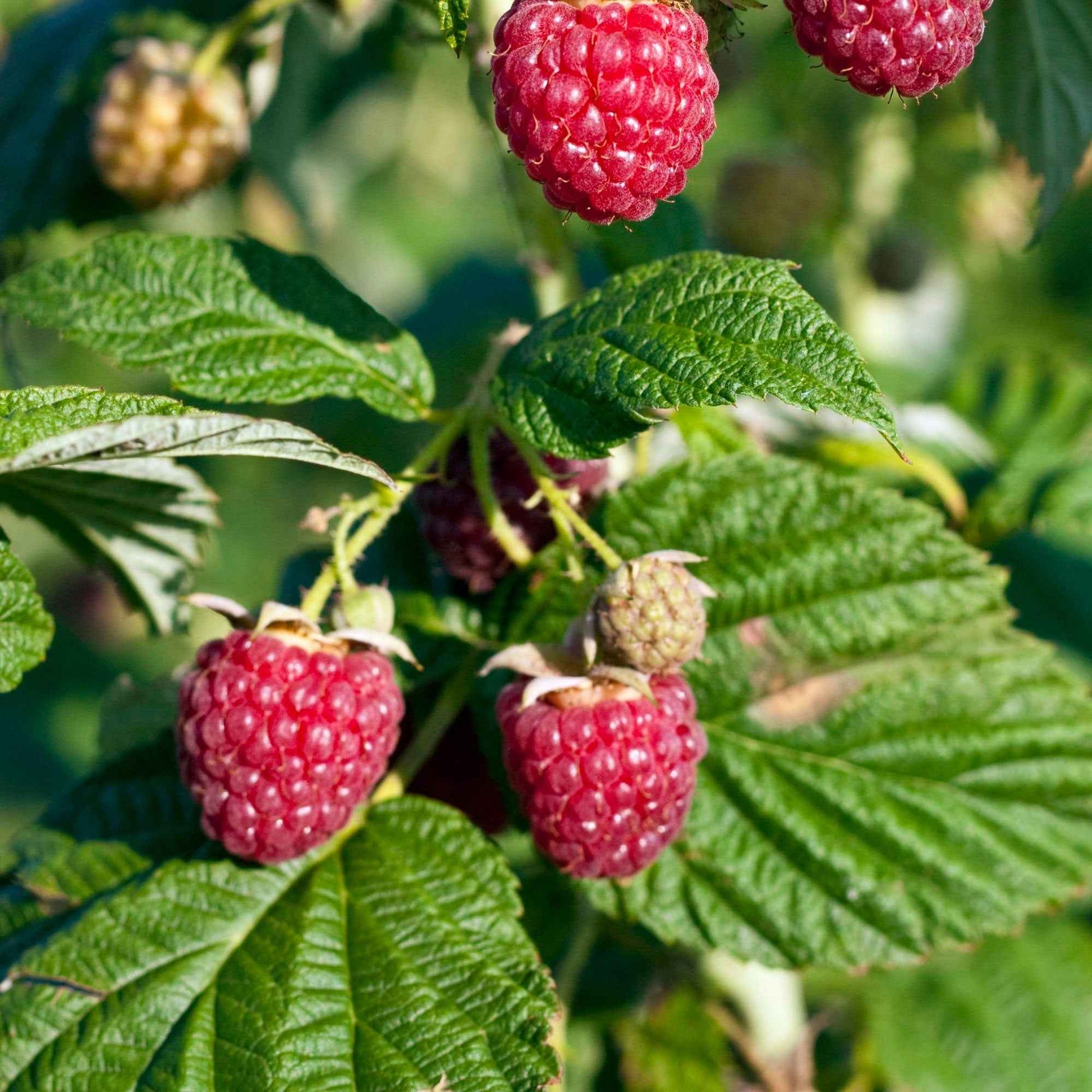 Dwergframboos 'Sweet Sister' - Rubus idaeus 'sweet sister' - Fruit